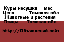 Куры несушки 11-мес. › Цена ­ 250 - Томская обл. Животные и растения » Птицы   . Томская обл.